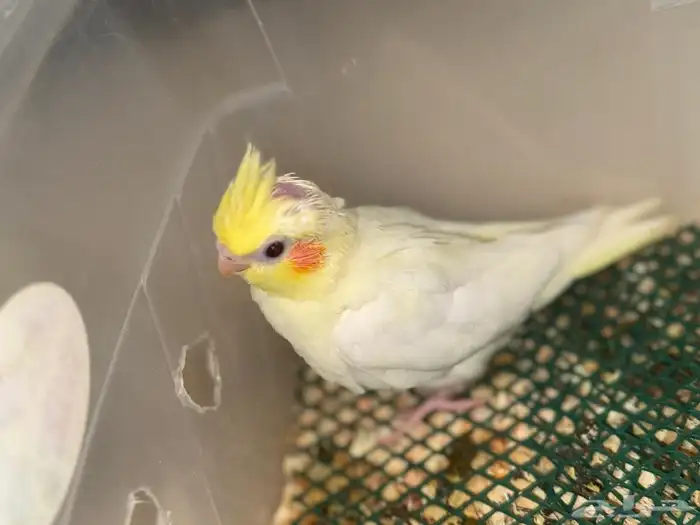 فروخ كروان لاتينو تم البيع 4