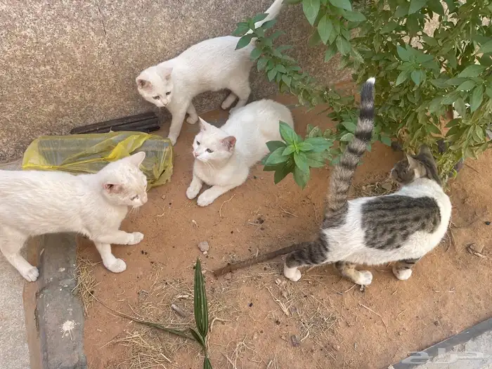 قدد للتبني 0