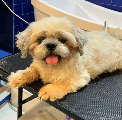 كلب شيتزو للتبني رسوم التبني 500 للمصداقيه 0