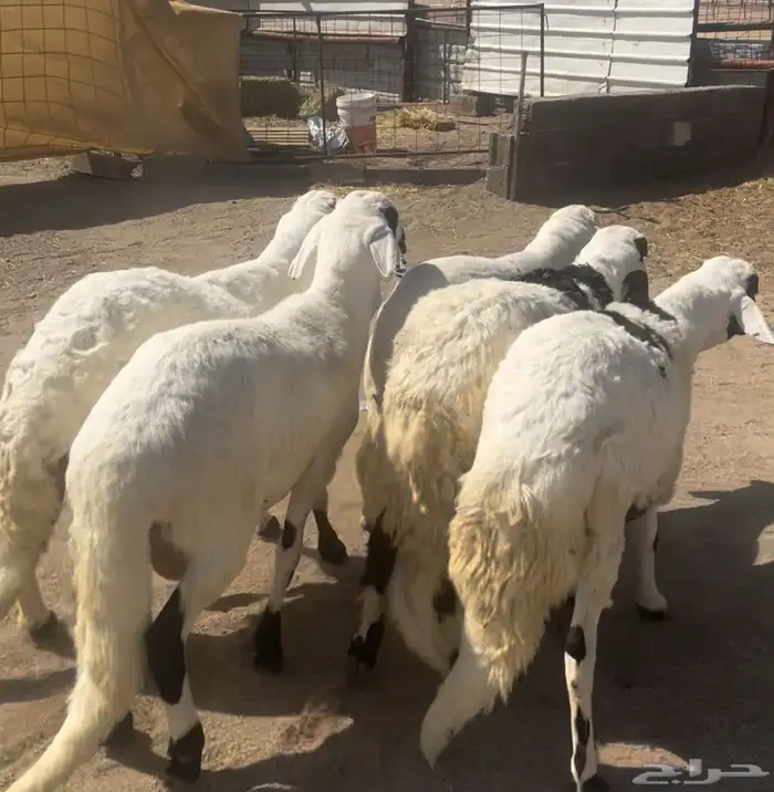 سواكن مرابي ناهيه 0