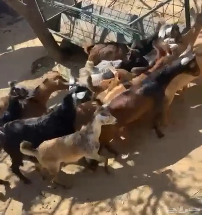 تيوس بلدي مراح واحد العدد16 1