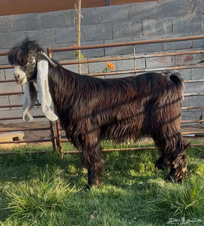 تيس عارضي معرف جاهز 0