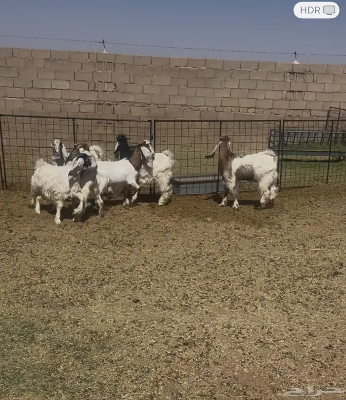 تيوس العدد 6 0