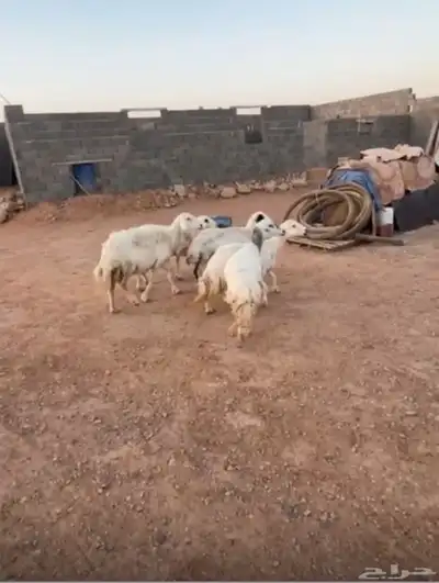 حريات 5 تحتها 10 index