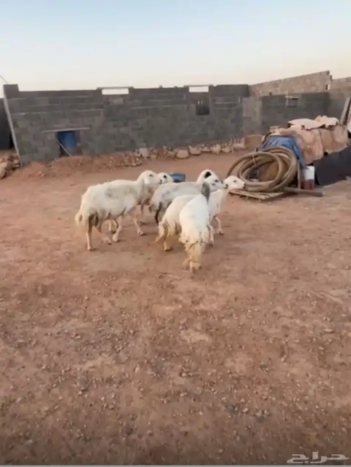 حريات 5 تحتها 10 3