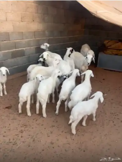 حريات 5 تحتها 10 index