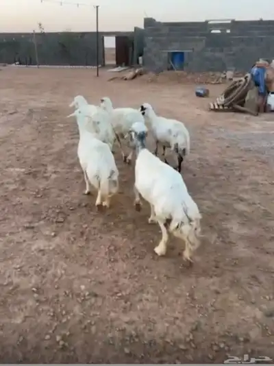 حريات 5 تحتها 10 index