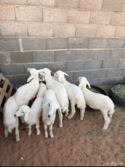 حريات 5 تحتها 10 index