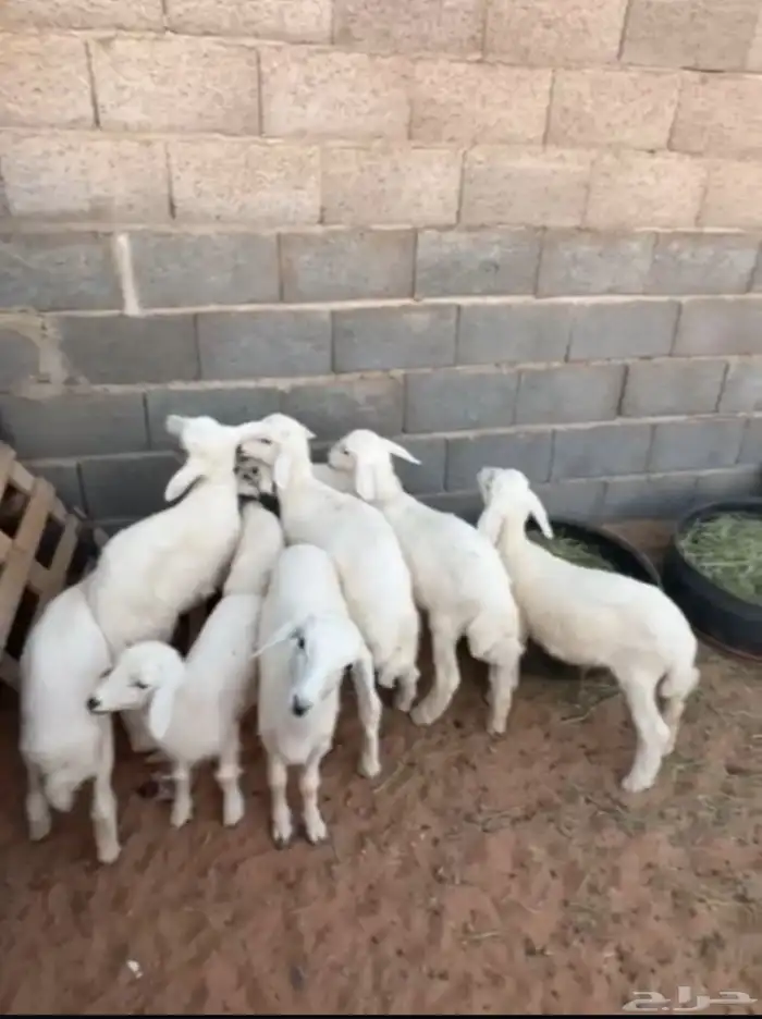 حريات 5 تحتها 10 2