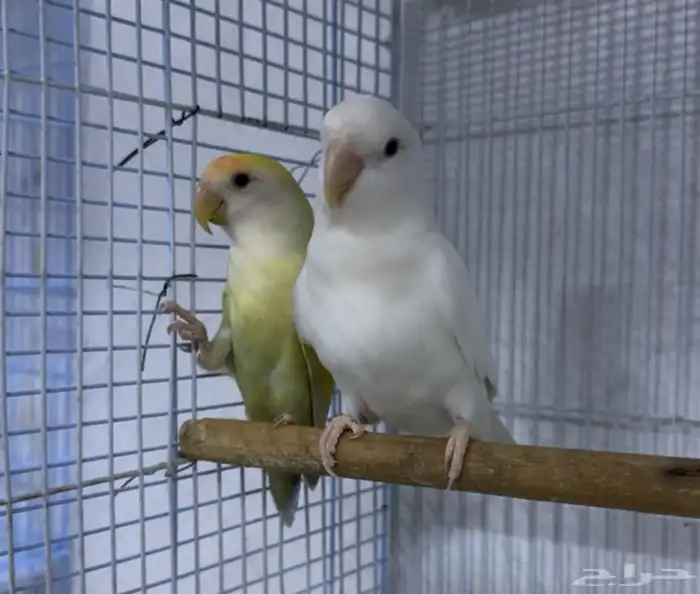 جوز روز اليف منتج شرط 0