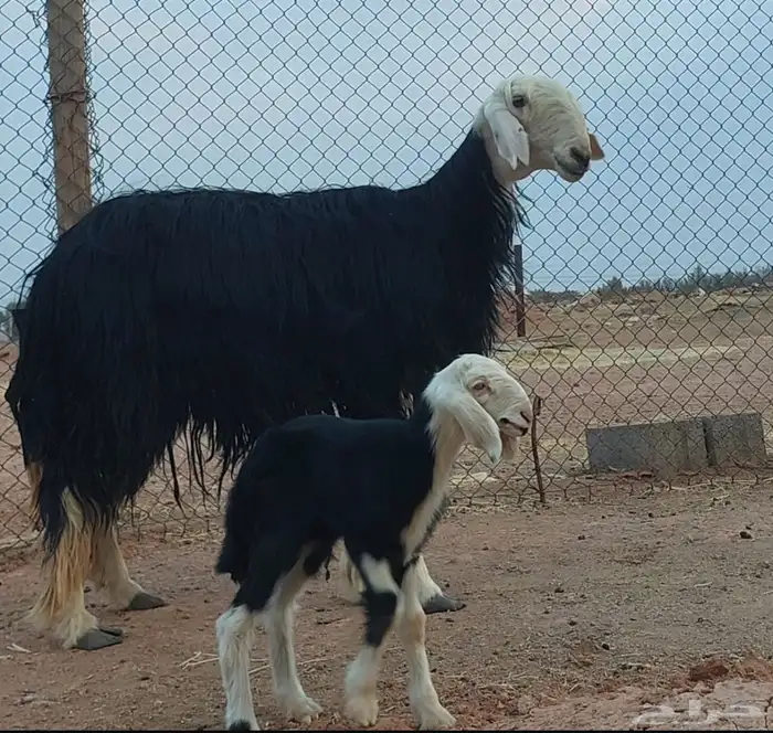 بيعت الله يبارك له رباعيه والد 1