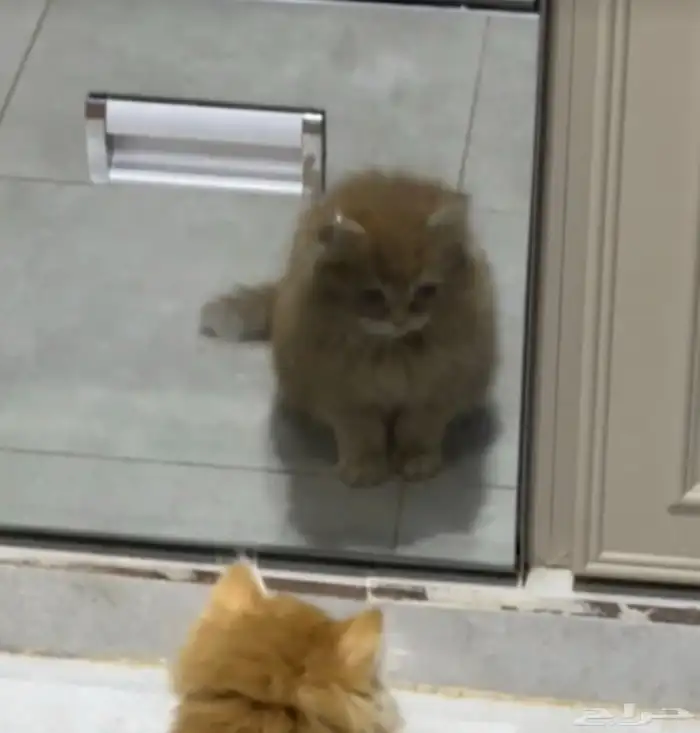 قطة بيرشن بيور للبيع 1