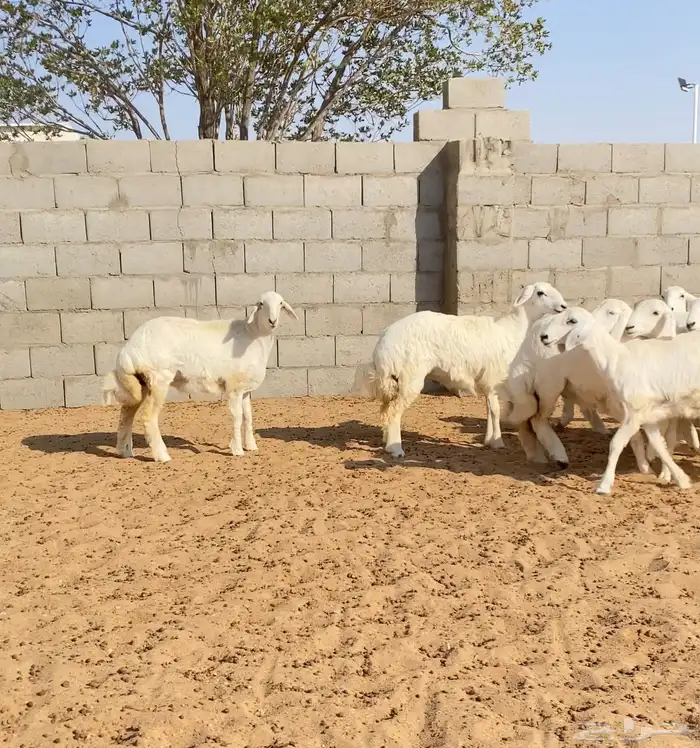 رخال حريات خوات بعض عدد 100 4