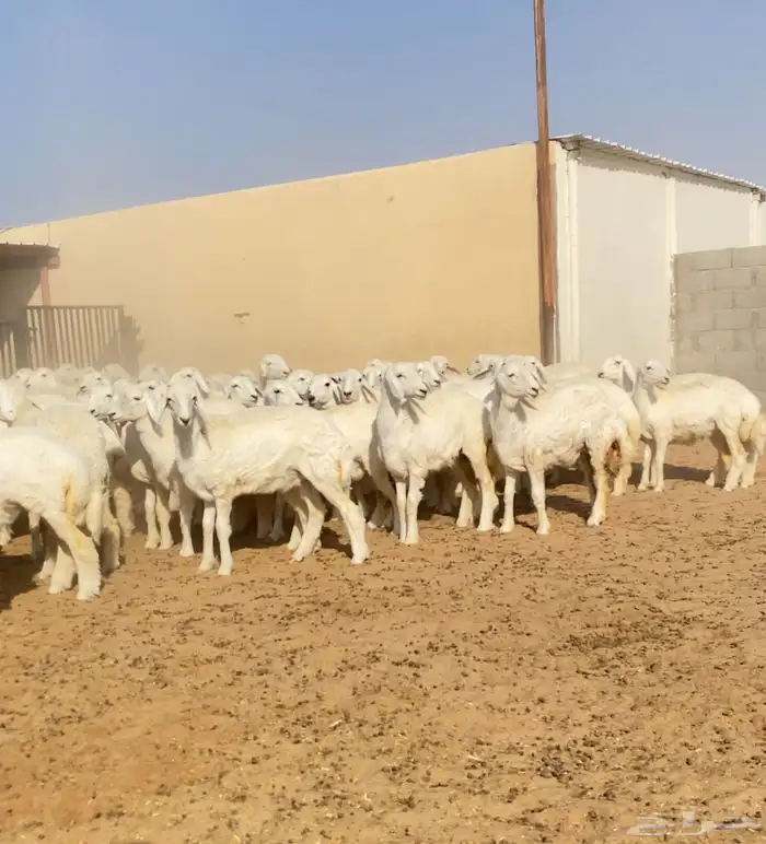 رخال حريات خوات بعض عدد 100 7