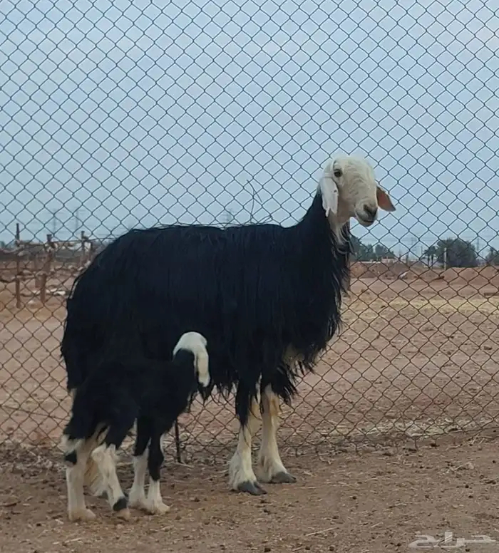 بيعت الله يبارك له رباعيه والد 0