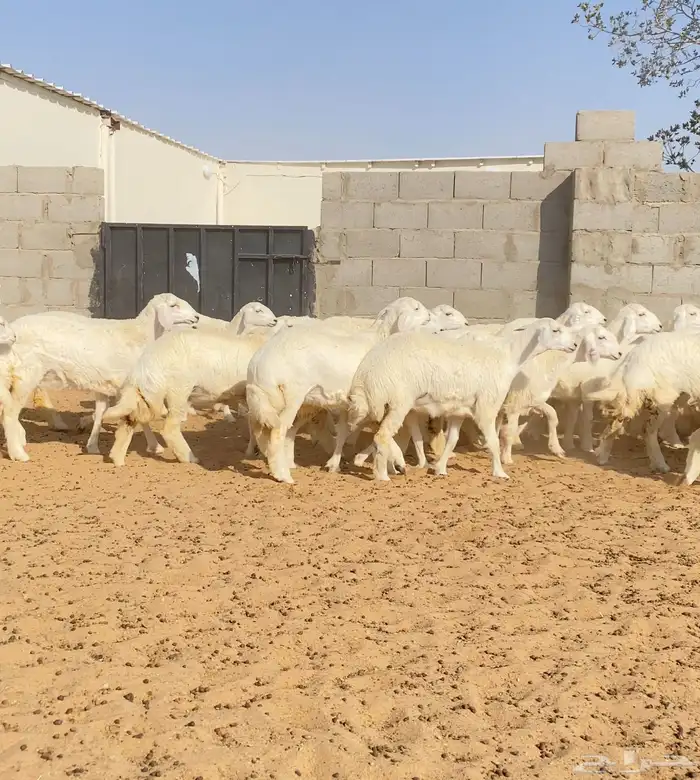 رخال حريات خوات بعض عدد 100 8