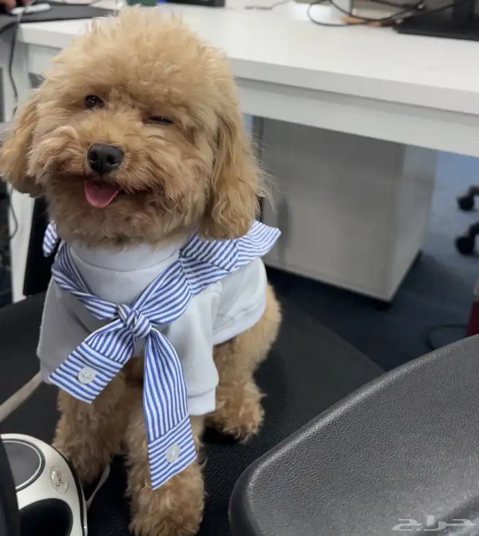 كلب توي بودل بيور اوكراني 0