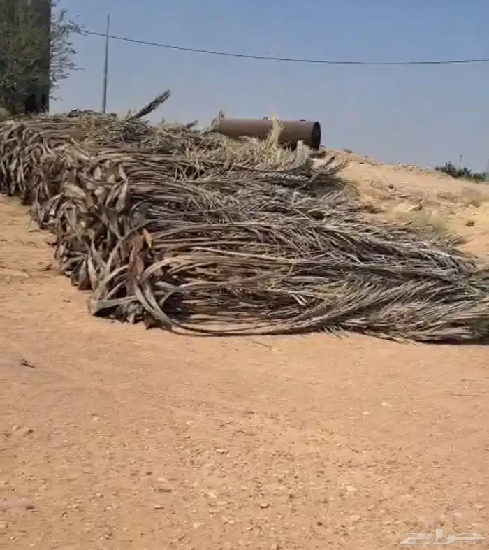 عسيب نخل ( سعف ) كمية كبيرة 0