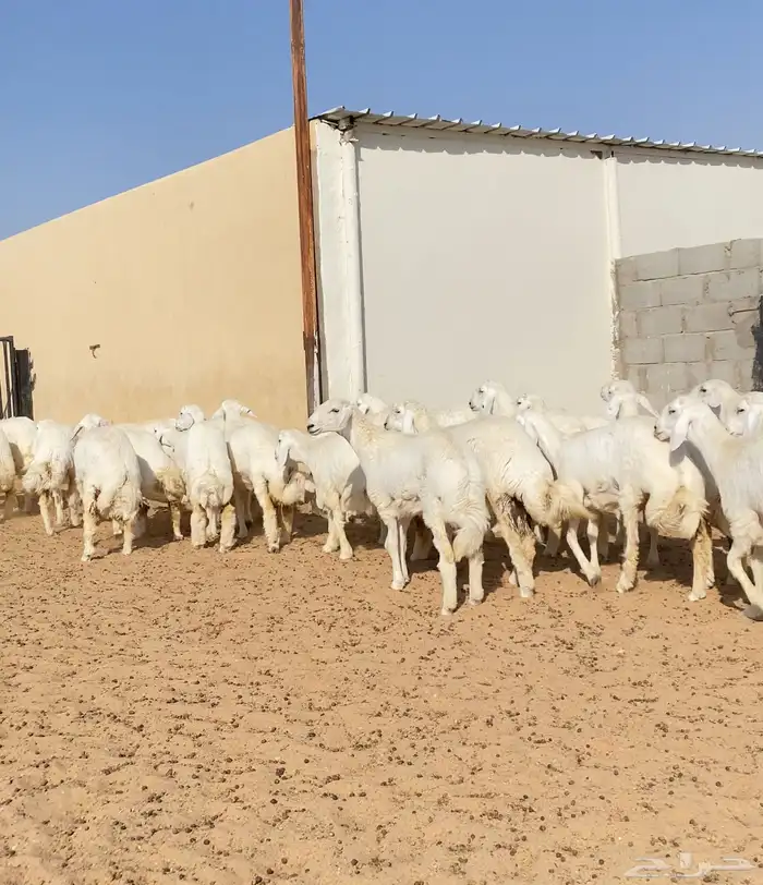 رخال حريات خوات بعض عدد 100 13