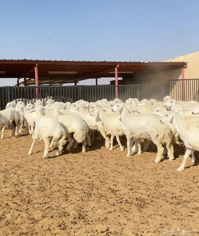 رخال حريات خوات بعض عدد 100 10