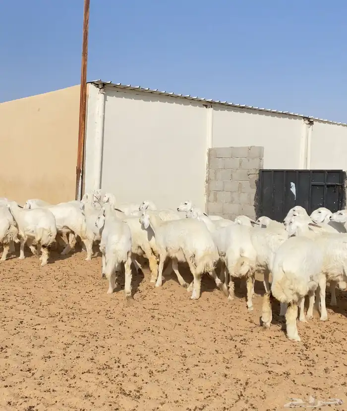 رخال حريات خوات بعض عدد 100 12