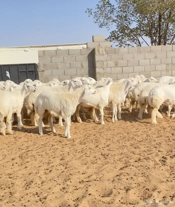 رخال حريات خوات بعض عدد 100 2