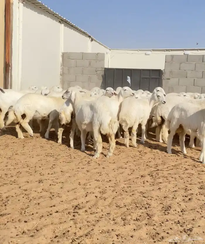 رخال حريات خوات بعض عدد 100 3