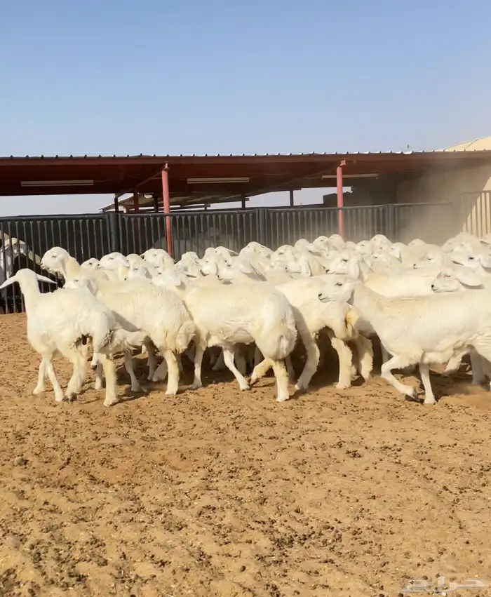 رخال حريات خوات بعض عدد 100 14