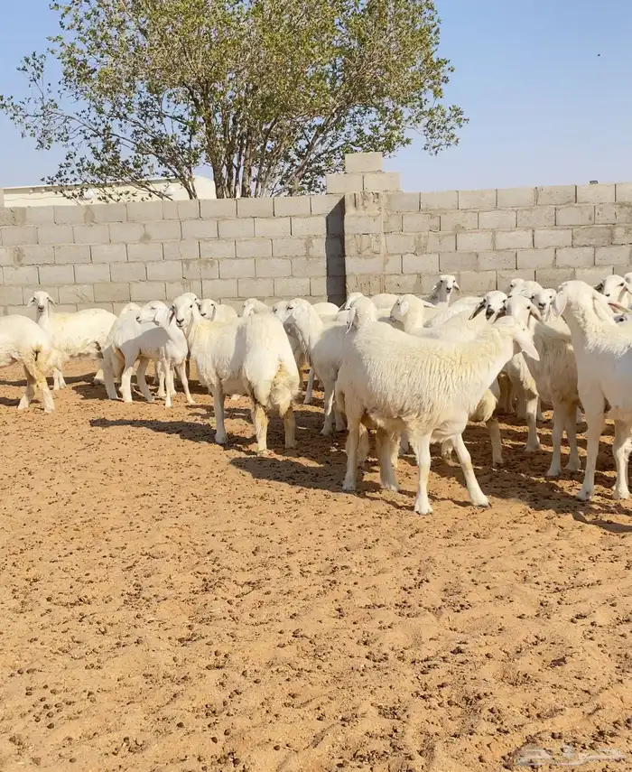 رخال حريات خوات بعض عدد 100 15