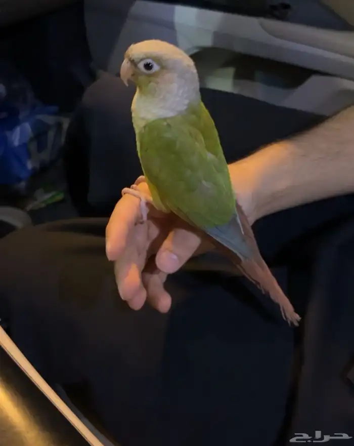 كنيور للبيع اليف ويطلع على اليد 0