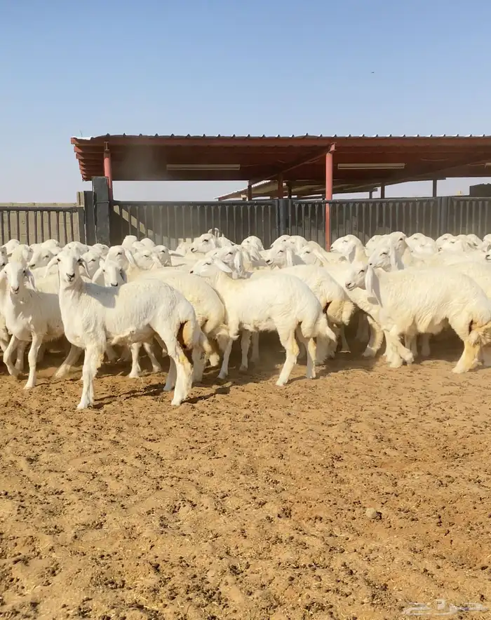 رخال حريات خوات بعض عدد 100 11