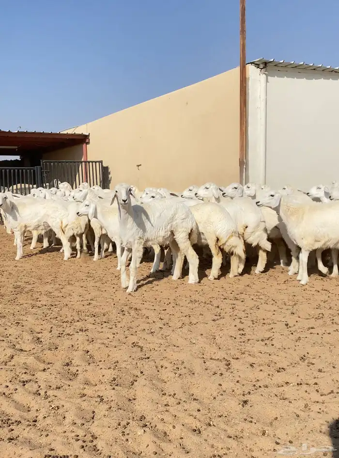 رخال حريات خوات بعض عدد 100 5