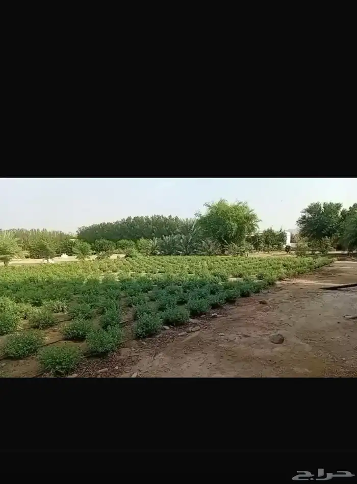 حناء ينبع النخل 3