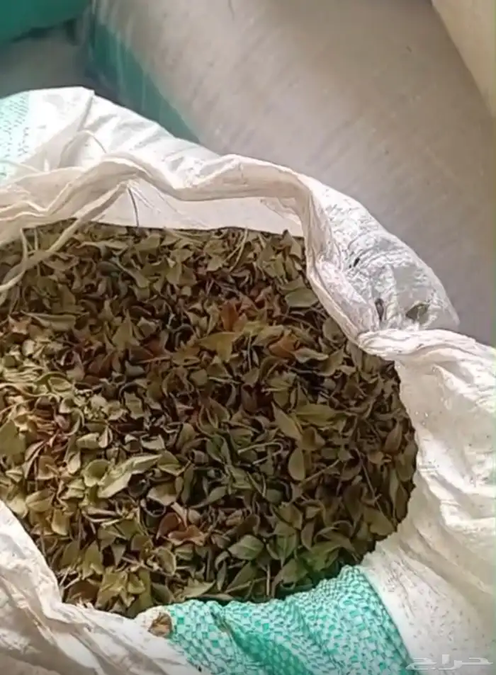 حناء ينبع النخل 2