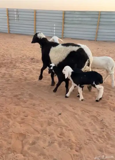 شياه اثنين index