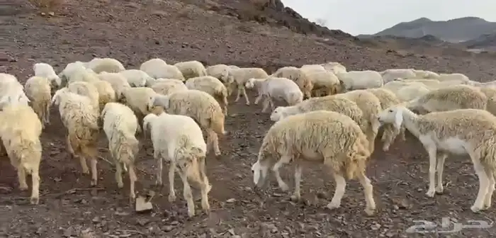 رخال حرش مراح 1