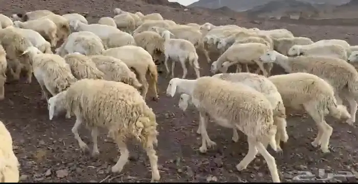 رخال حرش مراح 0