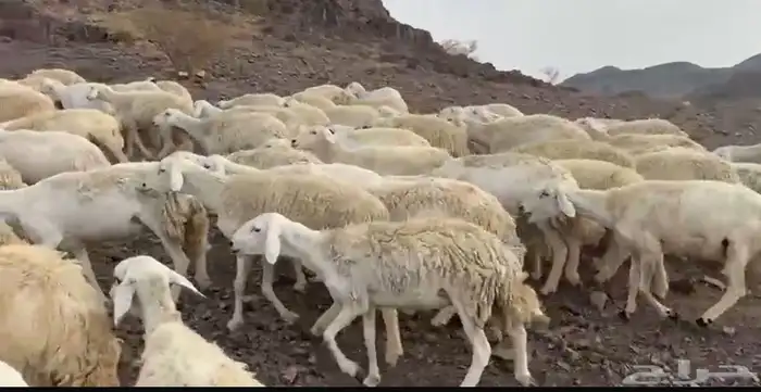 رخال حرش مراح 4