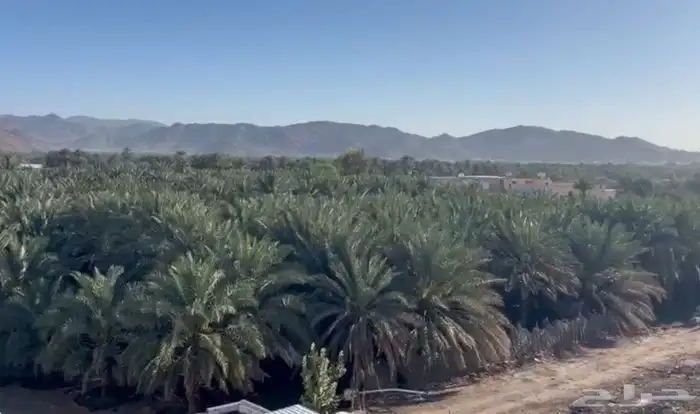 مزرعة للبيع بحي الصادقية تبعد عن الحرم 16 كيلو 0