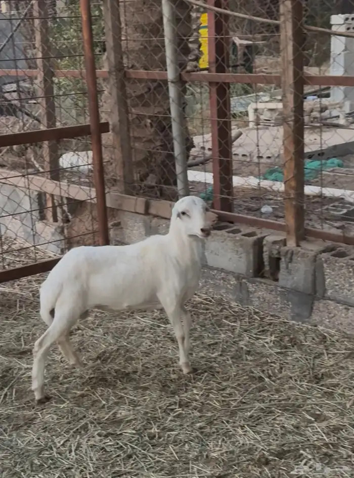 للبيع طليان رفيدي 0