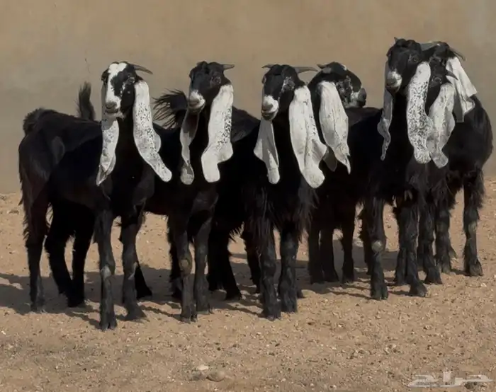 جذعات هجين عارضي نوادر العدد 7 2