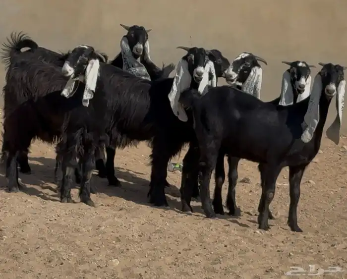 جذعات هجين عارضي نوادر العدد 7 12