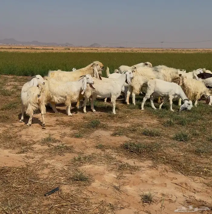 معزاء دفيع مشاريك خصصم 2