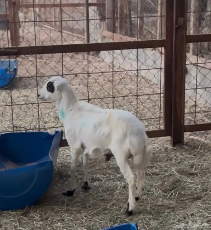 للبيع طليان رفيدي 5