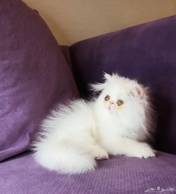 كتن ذكر بيكي فيس بيرشن بيور 0