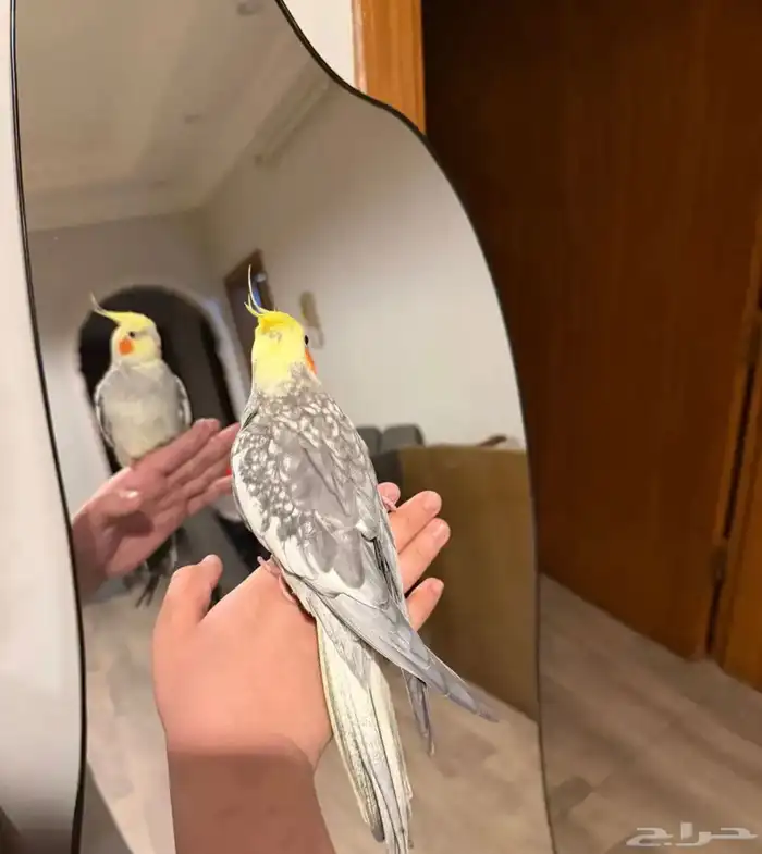 عرض لكم كروان متكلم اليف مع الاطفال شرط 1