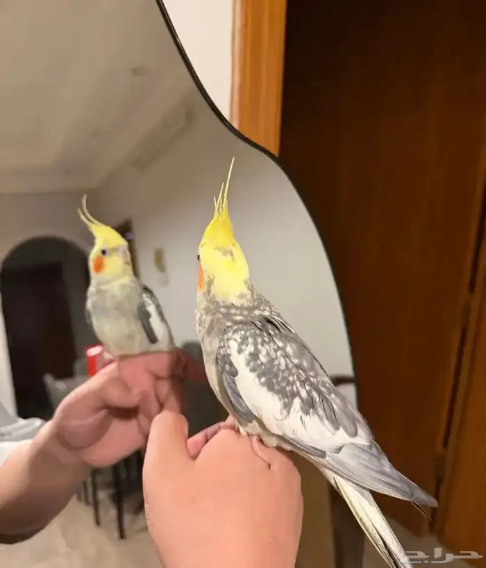 عرض لكم كروان متكلم اليف مع الاطفال شرط 3