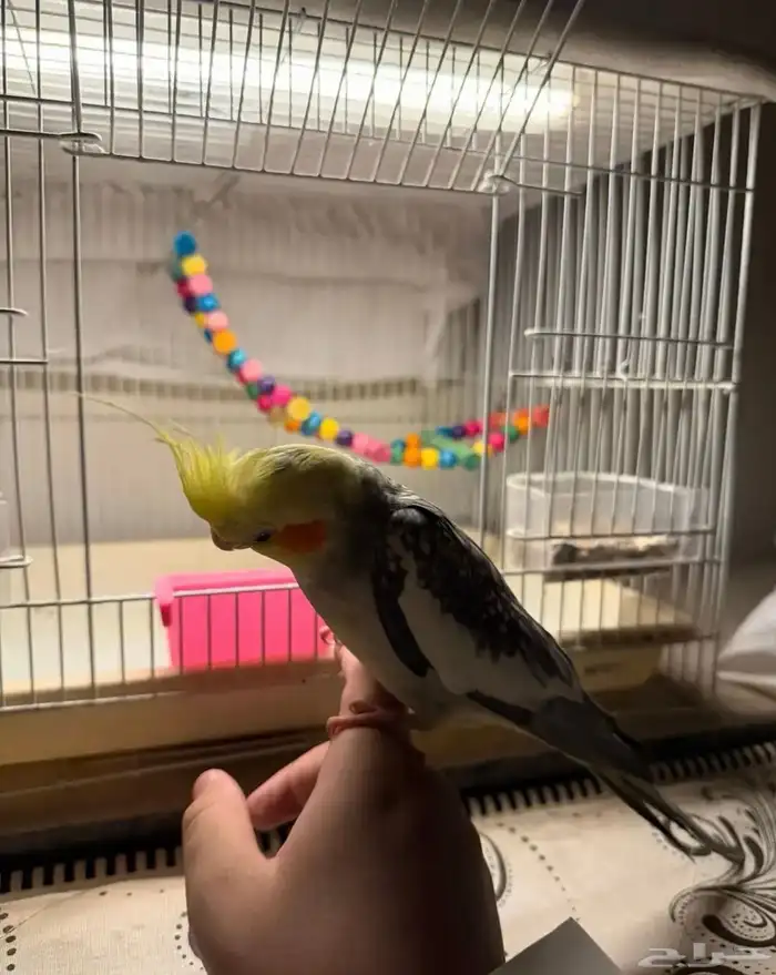 عرض لكم كروان متكلم اليف مع الاطفال شرط 5