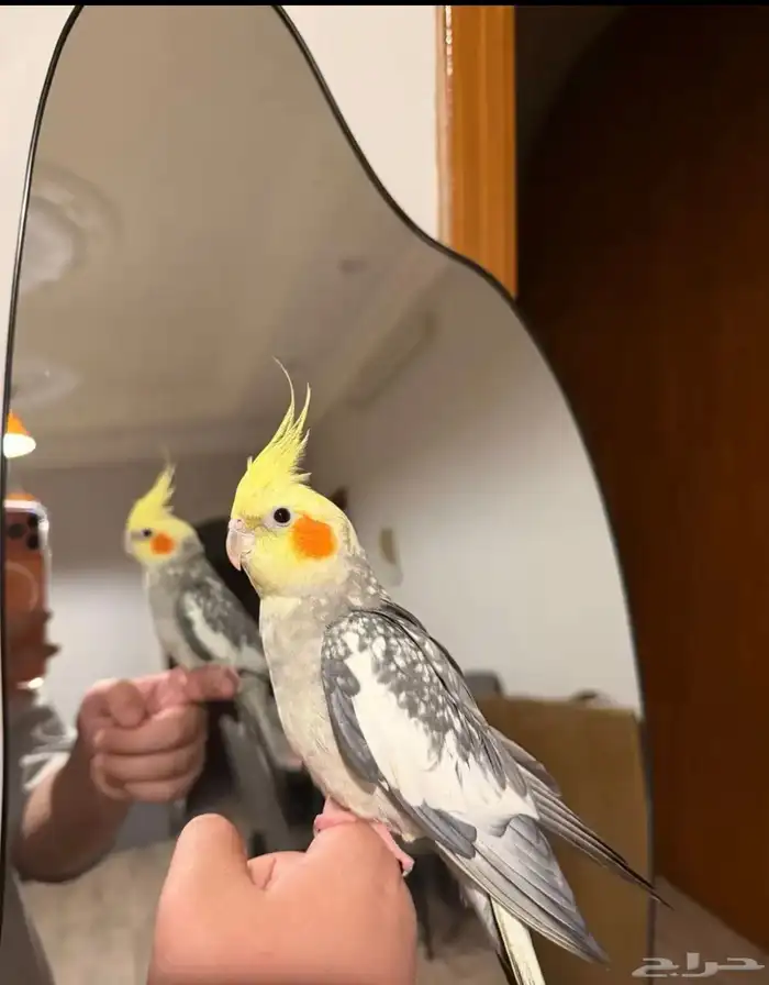 عرض لكم كروان متكلم اليف مع الاطفال شرط 2