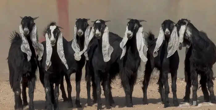 جذعات هجين عارضي نوادر العدد 7 0